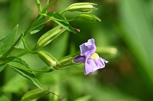 2025-07199741 Tower Hill Botanic Garden, MA